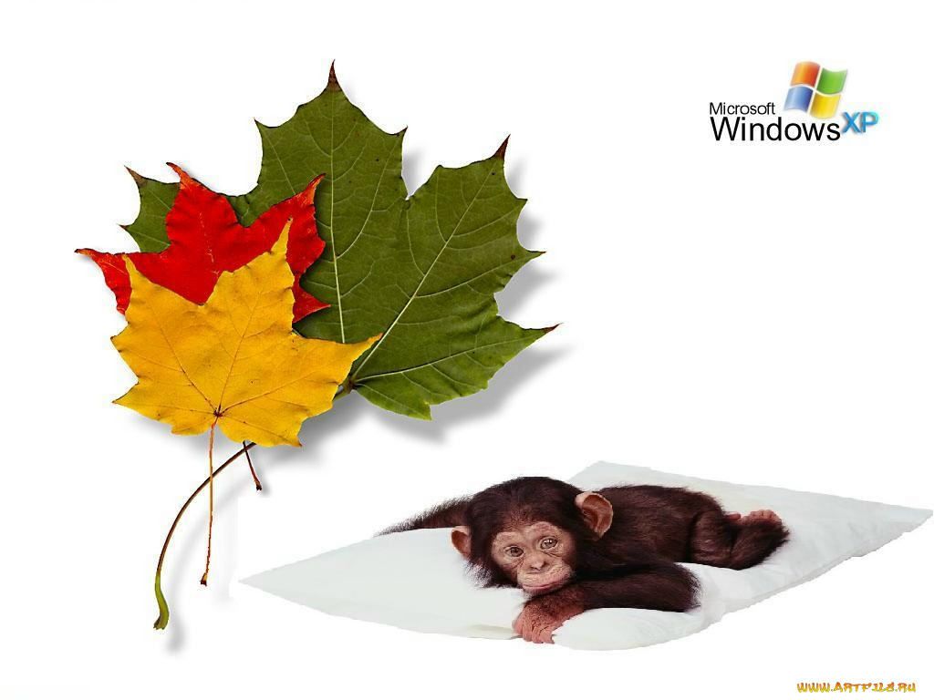 , windows, xp